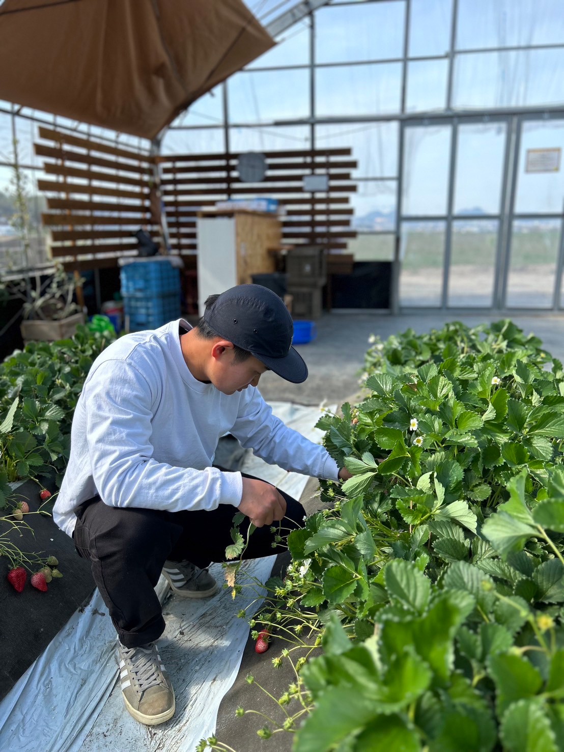 いちご収穫作業